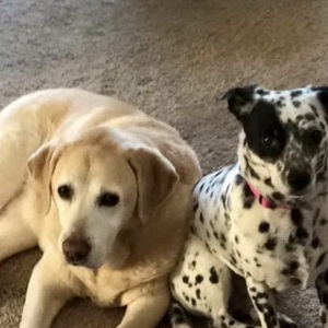 Fundraising Page: Julie Westcoat